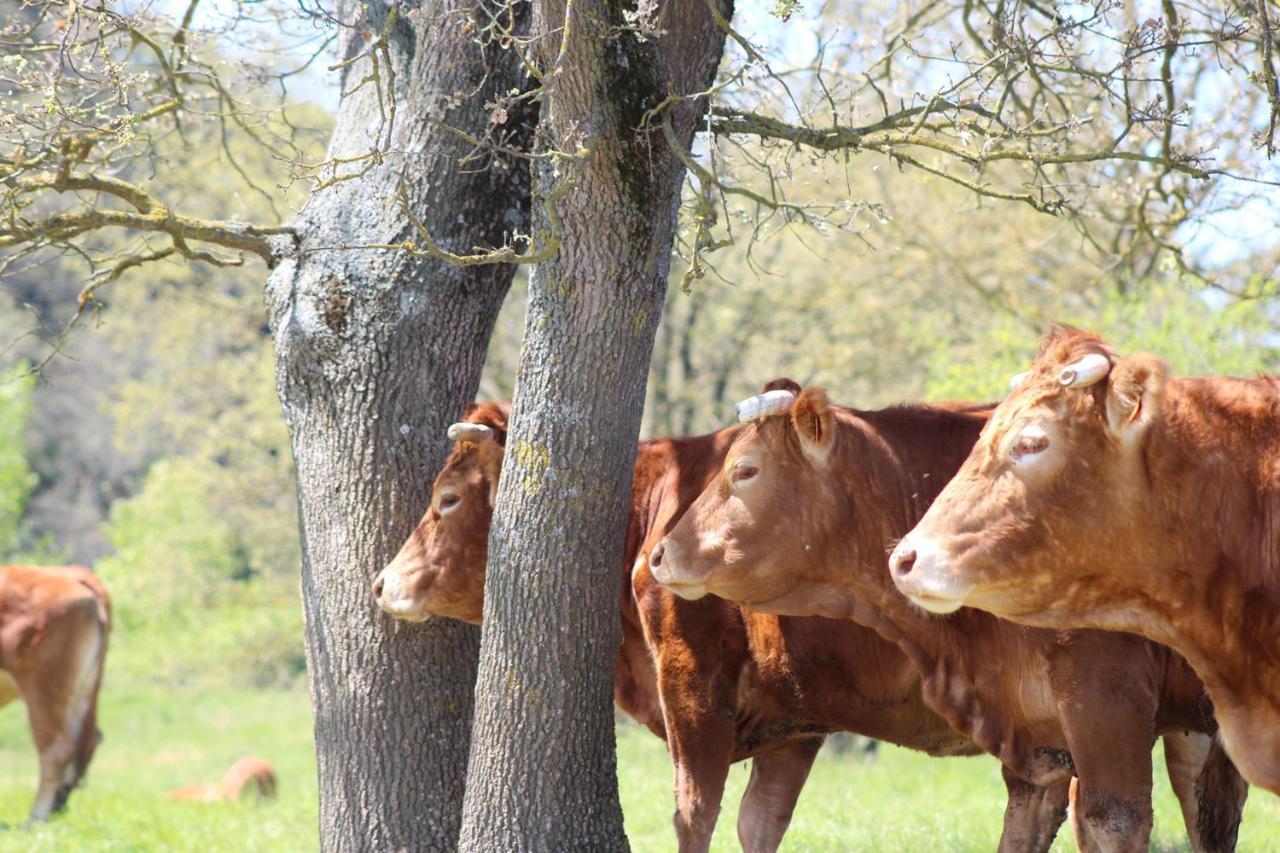 Gites Et Roulottes Au Domaine De La Trille Sainte-Foi Kültér fotó